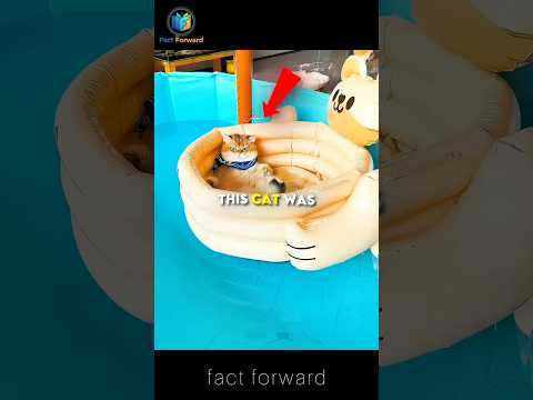 Scared Cat Learns to Swim! 🐱💦