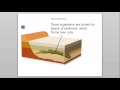 Fossils and Paleontology Concepts