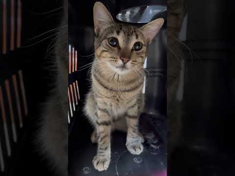 Fui levar meu gato pra castrar e voltei com esse surpresa! #gatos #pets #petsfofinhos #cat