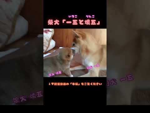 届かないぱんちの攻撃力がすごい赤ちゃん柴犬。ダイジェスト