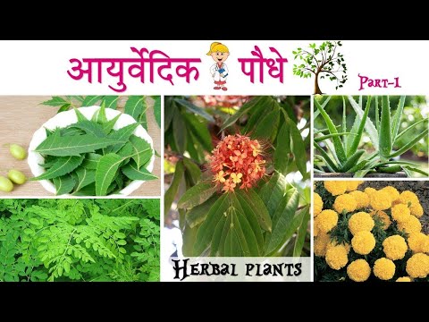 घर के लिए  आयुर्वेदिक चमत्कारी  पौधे Medicinal Plants their uses for Healthy Life #ayurvedicplants