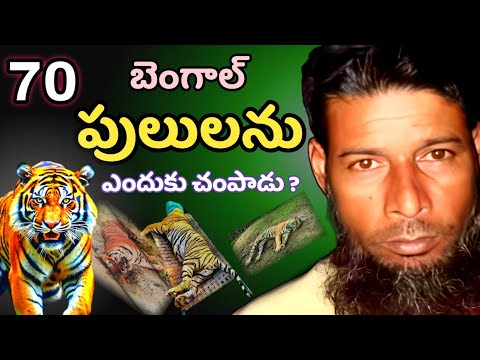 70 పులులు చంపాడు ? Why did he hunt 70 tigers ?