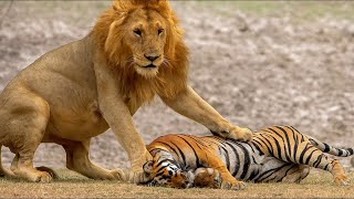LION vs TIGER – What If the Lion Could Actually Win?