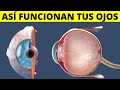 Comprensión de los Ojos y la Visión