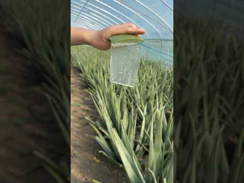 Amazing aloe vera cutting EP_110 #aloevera #naturel #shorts #naturebd1m #satisfying