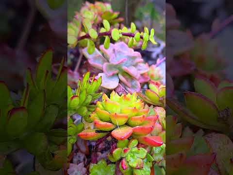 #succulentslover  #shortvideo