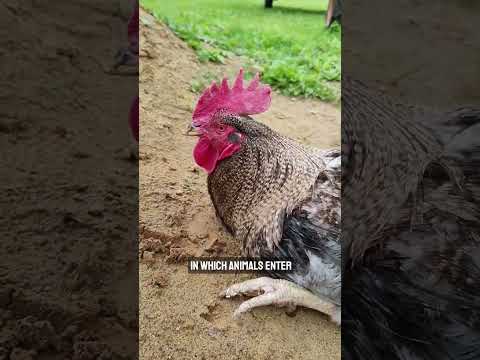 How to hypnotize a chicken #shorts