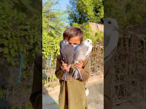 Dono Kabootar ko azaad kar diya naya loft kisa hai 🥰😍❤️#shortvideo #youtubeshorts #ytshort