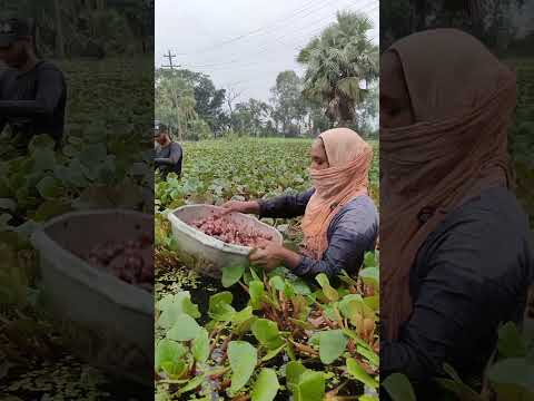 পানি ফল তুলছে।