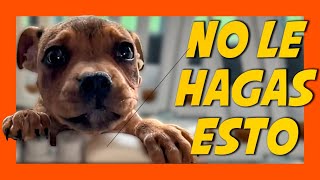 EDUCAR A UN CACHORRO DESDE CERO 🐶 (3 errores que arruinan todo 😫)