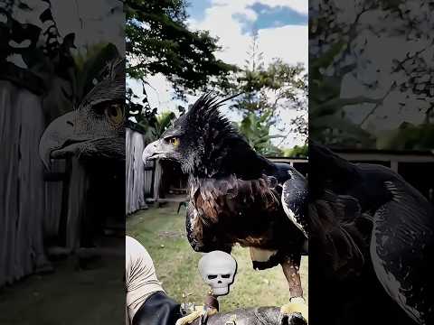 bird crazy sound ☠️ #edit #shorts