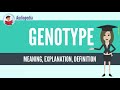Genotype and Phenotype Concepts