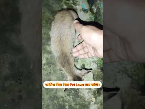 Cat lovers. #catvideos #catshorts #shorts @mparvej2025