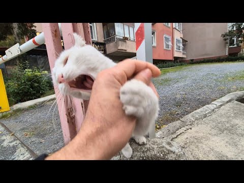 Angry White Cat is very Angry today She is biting me like crazy