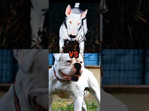 PIT BULL VS BULL TERRIER, DOBERMAN, AMERICAN BULLDOG,CANE CORSO,TOP 15 FIGHTING BREED,PRT 3