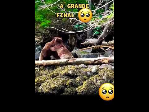 Pelea de osos parte final
