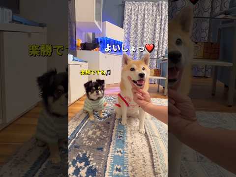 柴犬とチワワのちょっと笑える日常シーン集 サムネイル