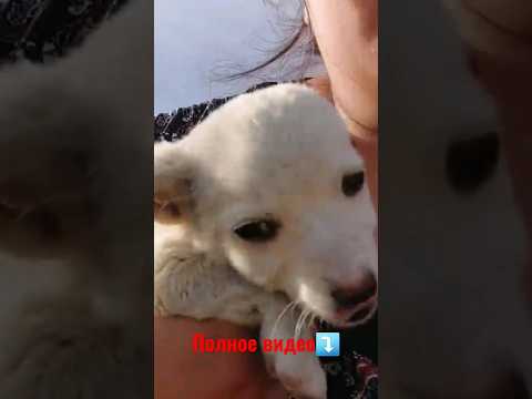 Двух маленьких  щенков  вывезли,а мамку хотели застрелить😔