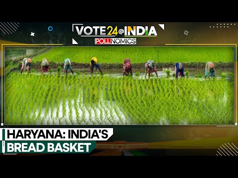 Lok Sabha Elections: Haryana: 84% of the state is suitable for agriculture | India News | WION