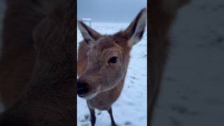 Polibek pro všechny🦌🌲 #forest#winter#nature