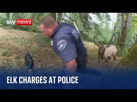 US: Trapped elk charges at police officer