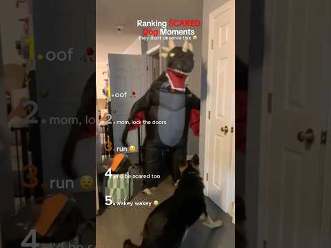 Ranking SCARED Dog Moments