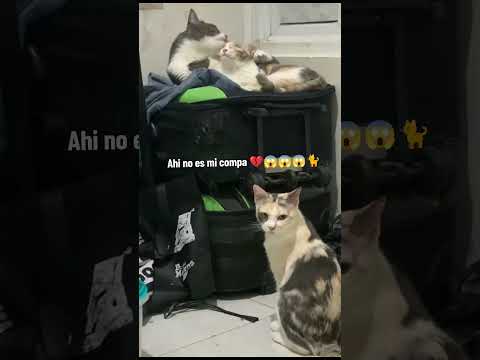 Pues te mintió 💔💔🐈#gatos #viral #cat #memes #michis #pets #shortvideo #shorts #fypシ #infiel #amor