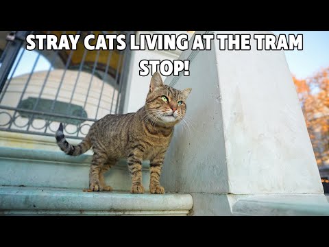 Meet the Tram Station's Furry Residents! 🇺🇸 |  cat brainrot - cat brainrot video