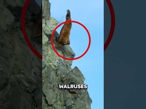 Walruses JUMPING off Cliffs 😱😢