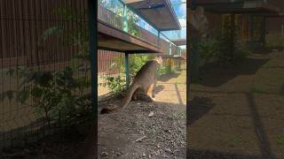 Oops! ☺️ #animals #braige #cat #bigcat #shortvideo #shorts