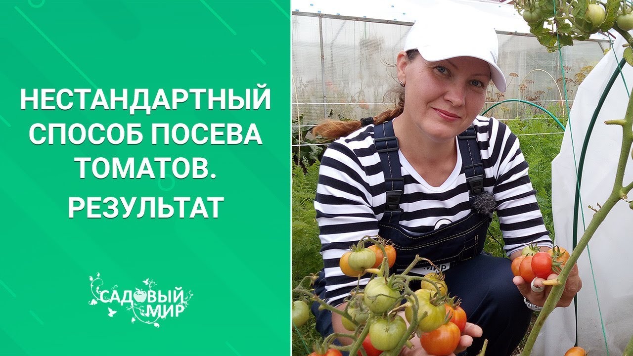 ТОМАТЫ БЕЗ РАССАДЫ! У НАС ВЫРОСЛИ В ГРУНТЕ ИЗ СЕМЕЧКА! НАШ УРОЖАЙ