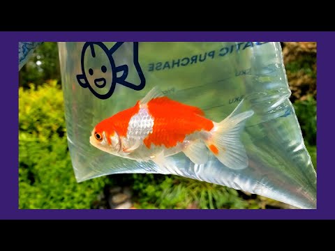 New Fish In The Outdoor Pond Join this channel to get access to perks_
https_//www.youtube.com/channel/UCBdxLXjOdp26Ke8NQRt7eBg/j