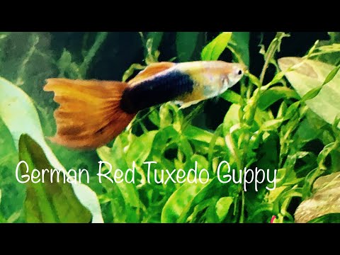 Newborn Guppy Fry-German Red Tuxedo Guppies These are some beautiful German Red Tuxedo guppies I got from Michael at 
Michael's Fish Room-

http