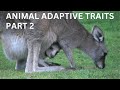 Animal Migration and Adaptation Concepts