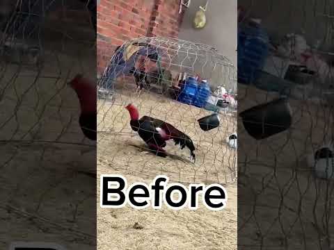 After 20 minutes #love#aseelmurga #myfarmupdateaseel #chickenbreeds #chicken #aseelmurgafarm
