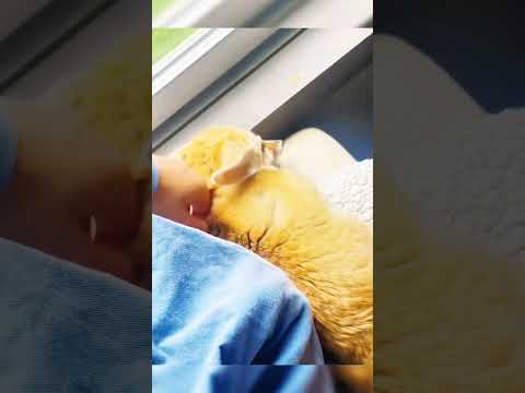 عالم الحيوانات،  فتاة طلبت من صديقها الاعتناء بالثعلب ولكن الغريب عند عودتها، شاهد ماذا حدث