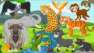 Habitat of Animals: Elephant, Leopard, Tiger, Goat, Skunk, Duck, Vulture - Animal Sounds