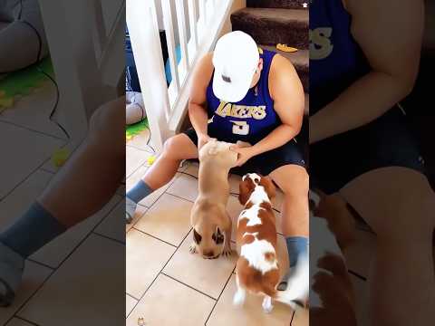Farting dog #funny #petsrule #mypet #pets #doggielife #animals #cutedog #funnydog #funnyvideo