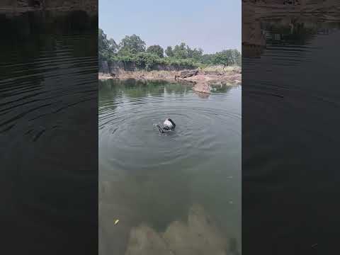 Dub raha tha main dekh raha tha #shorts