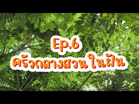 EP.6 " ครัวกลางสวนในฝัน | เก็บผักจากสวน ปลูกผัก  ตำมะเขือมะถั่ว+ผัดถั่ว & ม็อกเทลเลม่อน Diy ตอนกิ่ง