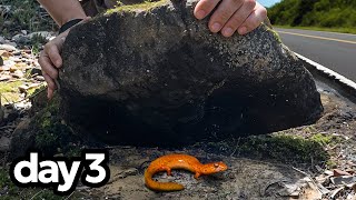 I flipped rocks for 72 hours and found…