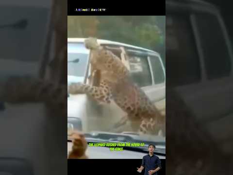 Con báo lao vào chiếc xe ô tô đang chạy để săn luôn chủ xe #animals