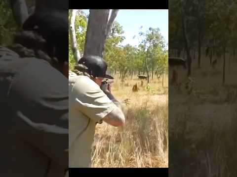 охота на бизона с очень близкого расстояния#бизон #chasse #cinghiale #охота