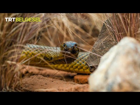 Dünyanın en zehirli yılanı 🐍