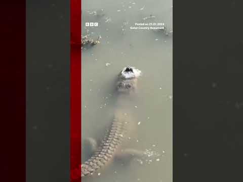 'Frozen' alligators still alive in icy cold waters. #Shorts #Alligators #BBCNews
