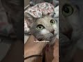 Recovery Journey of a Paralyzed Cat
