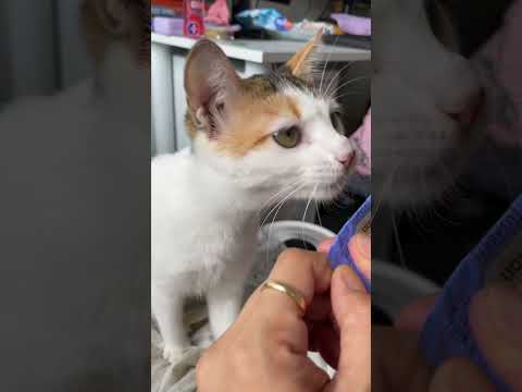 #cat #catlover #churu #calicocat #treats