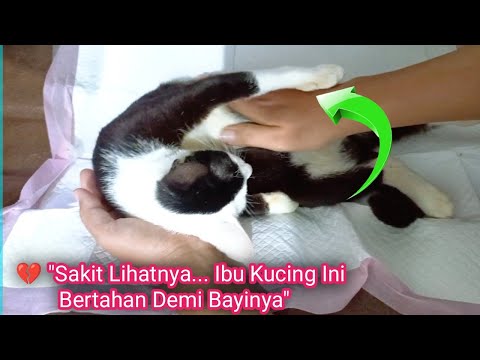 Terharu... Induk Kucing Ini Berpegangan Erat Kepada Yg Menyelamatkan nya, Ketika Dia Mau Melahirkan
