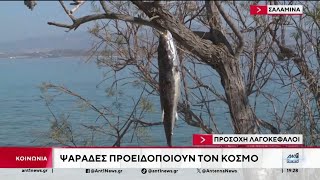 Καμπανάκι για την παρουσία λαγοκέφαλων χτύπησαν οι ψαράδες της Σαλαμίνας