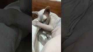 怒ってないよ！ただ眠いだけの毛のない猫たち【スフィンクス猫】